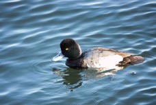 Greater Scaup-114.jpg