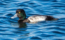 Greater Scaup-19.jpg