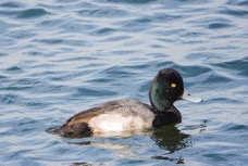 Greater Scaup-21.jpg