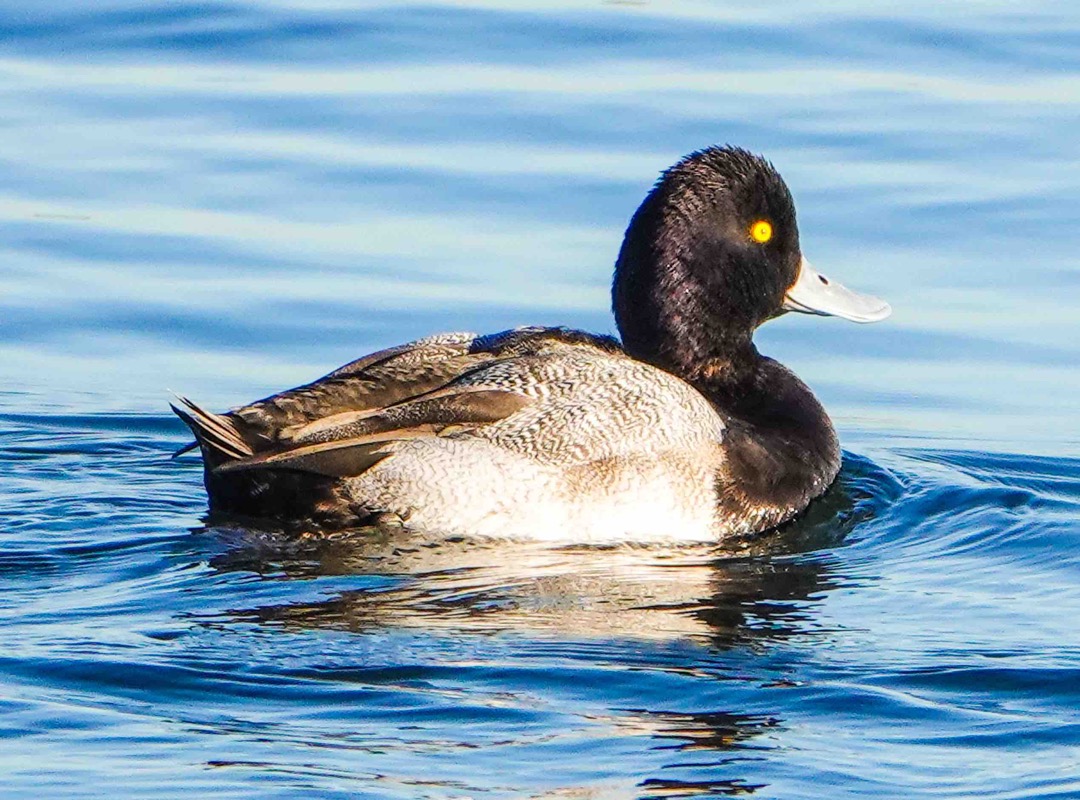 Greater Scaup-5.jpg