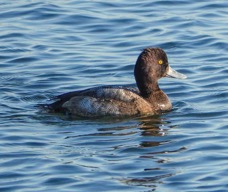 Greater Scaup female-16.jpg