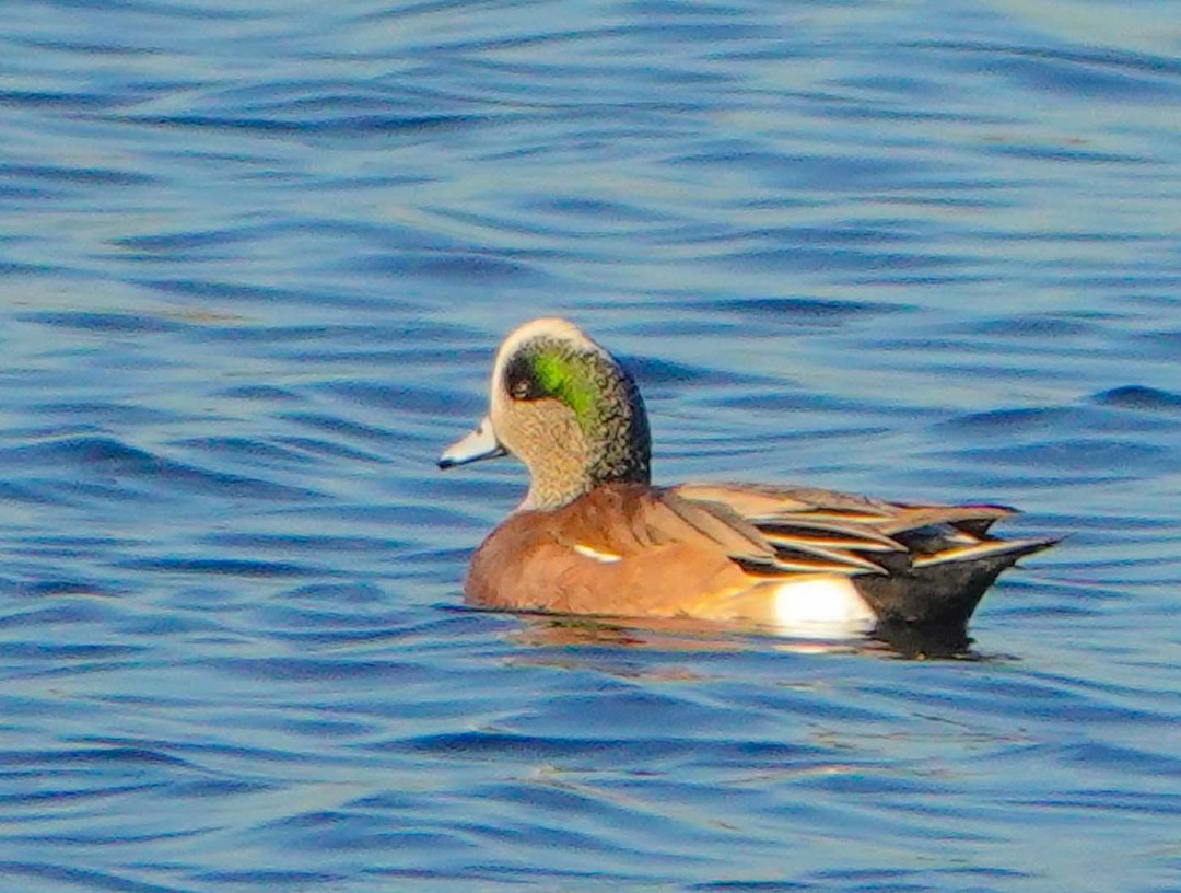 American Wigeon male-48.jpg