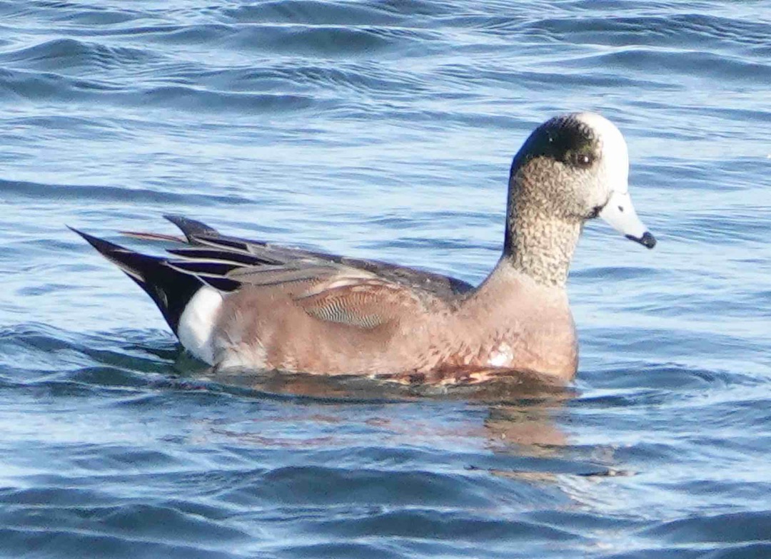 American Wigeon male-70.jpg