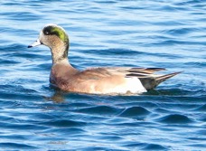 American Wigeon male-71.jpg
