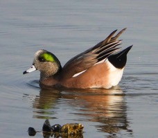 American Wigeon-53.jpg