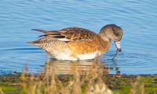 American Wigeon female-68.jpg