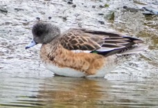 American Wigeon female-75.jpg