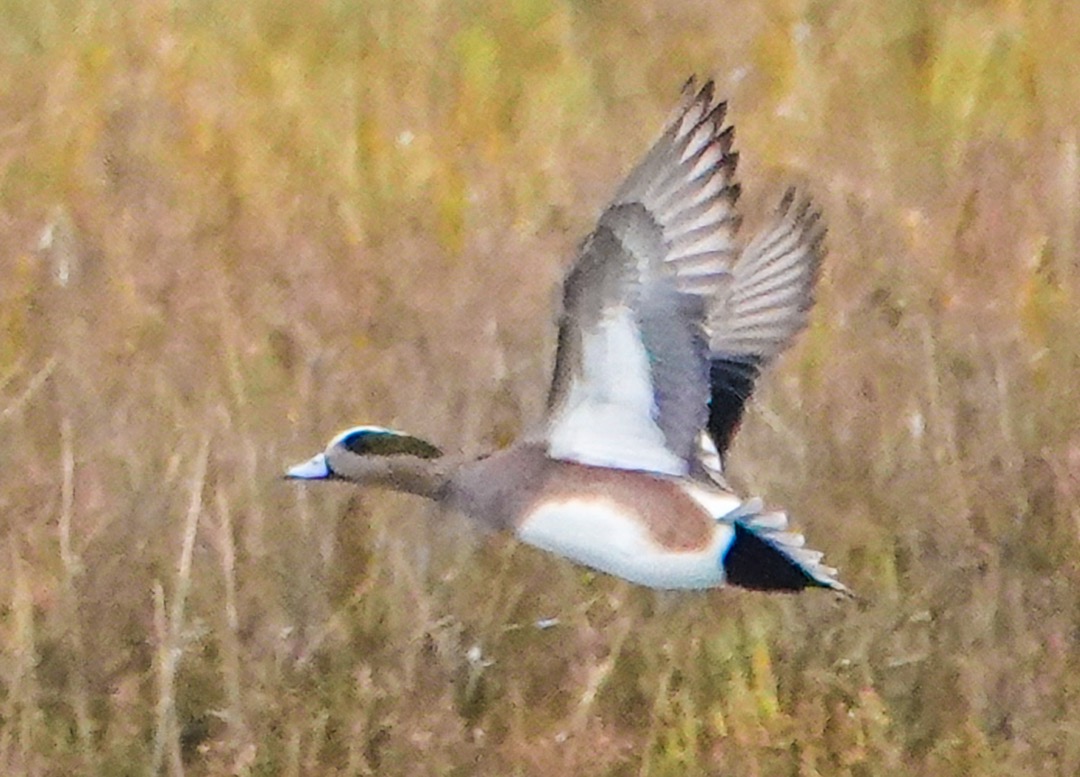 American Wigeon male -138.jpg