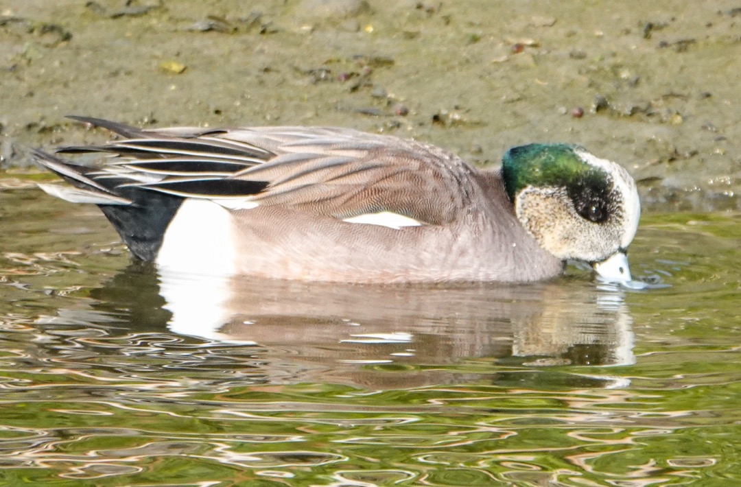 American Wigeon male-72.jpg