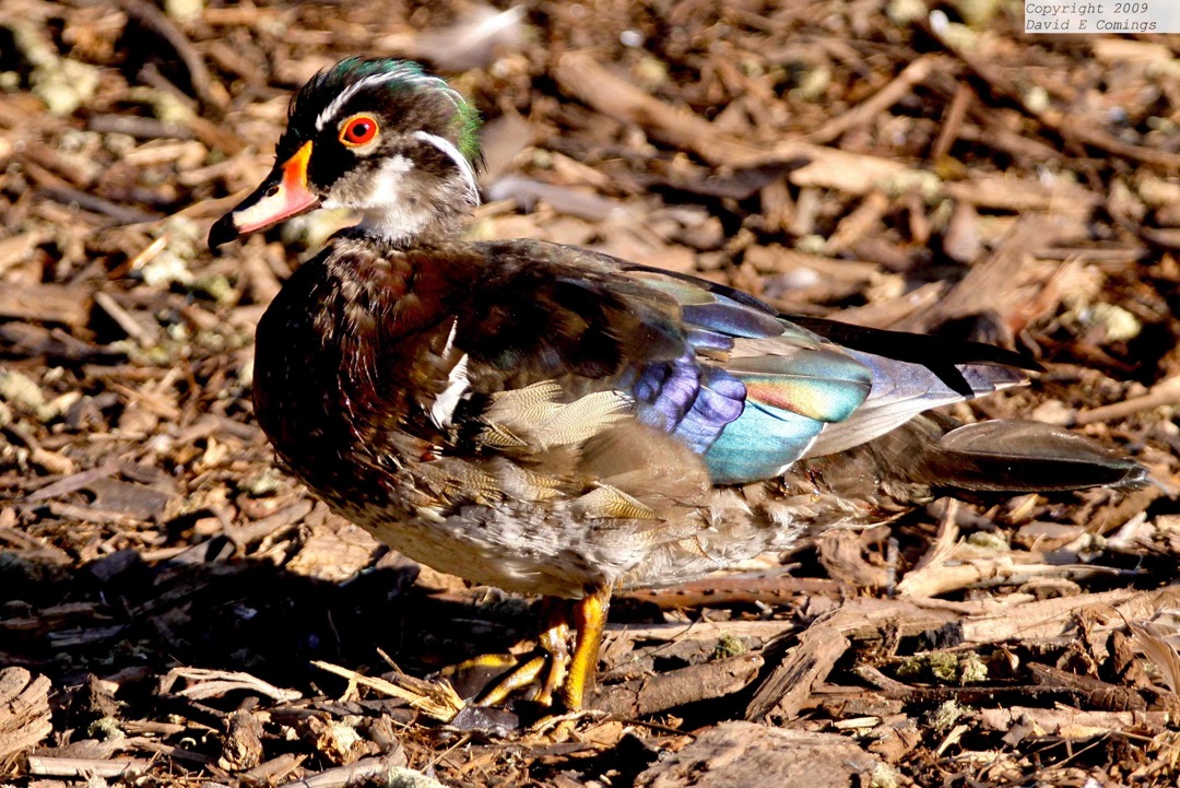 Wood Duck 3724