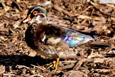 Wood Duck 3724