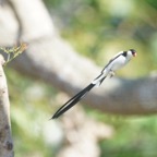 Pin-tailed Whydah-18
