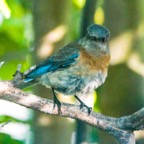 Western Bluebird female-102