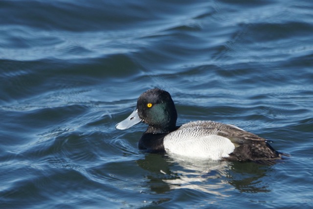 Greater Scaup-33