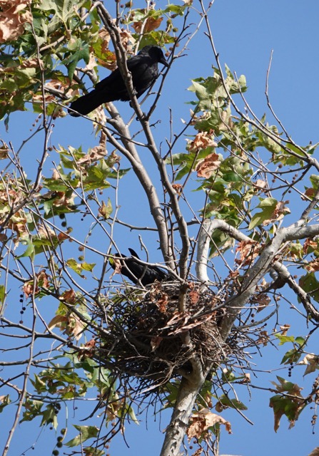 Crow's Nest-162.jpg