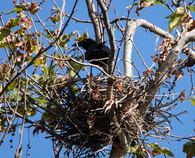 Crow's Nest-171.jpg