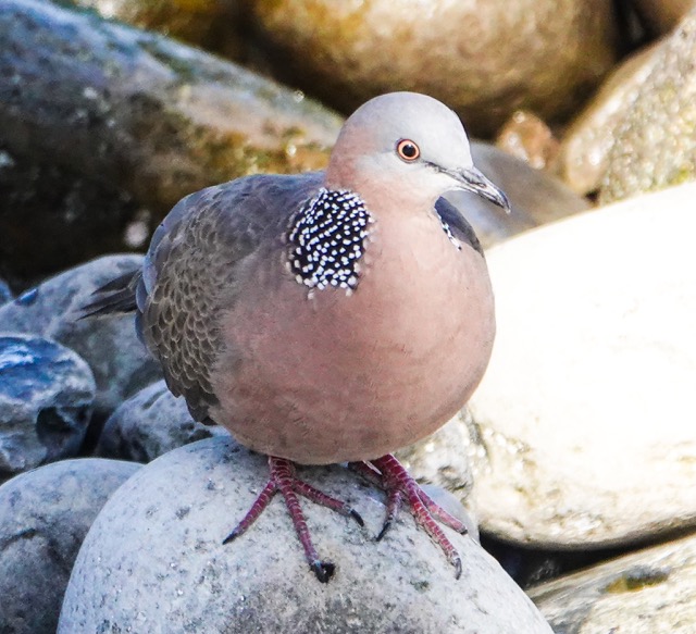 Spotted Dove-16.jpg