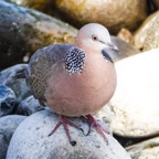 Spotted Dove-16.jpg