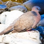 Spotted Dove-29.jpg