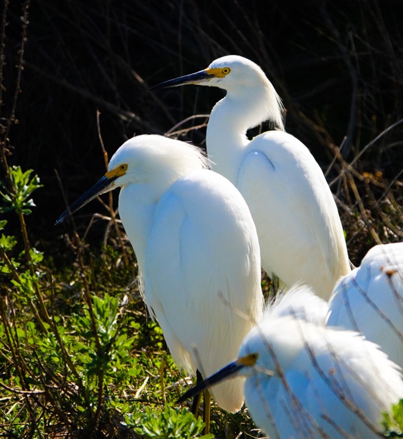 Snowy Egrets-8.jpg