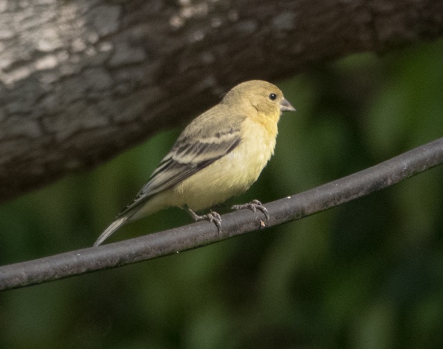 Lesser Goldfinch-27.jpg