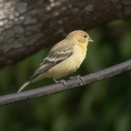 Lesser Goldfinch-27.jpg