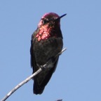 Anna's Hummingbird-170.jpg