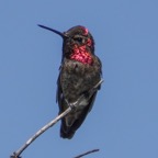Anna's Hummingbird-78.jpg