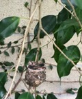 Humingbird nest.jpg
