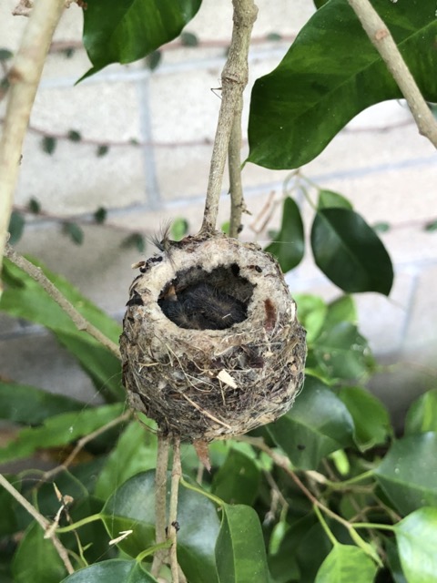 Hummingbird nest 1.jpg