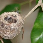 Hummingbird nest-226.jpg