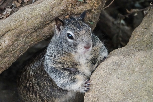 California Grey Ground Squirrel-11.jpg