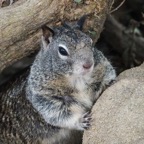 California Grey Ground Squirrel-11.jpg