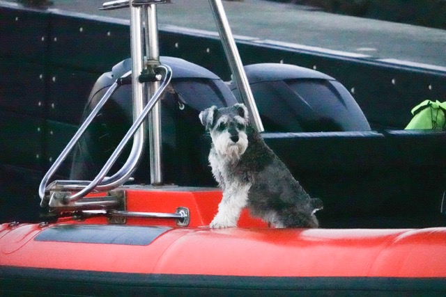 Dog on Whaling Boat.jpg