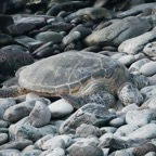 Green Sea Turtle-84.jpg