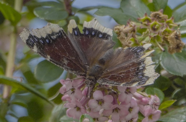 Morning Cloak  butterfly-359.jpg