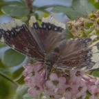Morning Cloak  butterfly-359.jpg