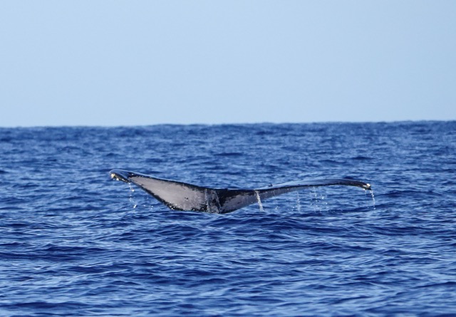 Whale tail-131.jpg