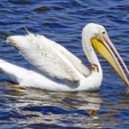 Ameican White Pelican-403.jpg