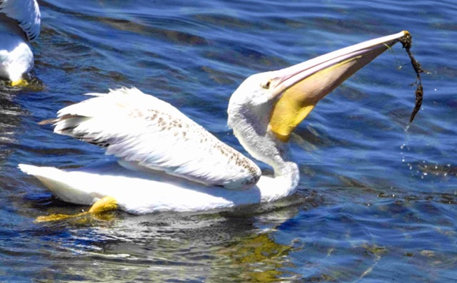 Ameican White Pelican-405.jpg