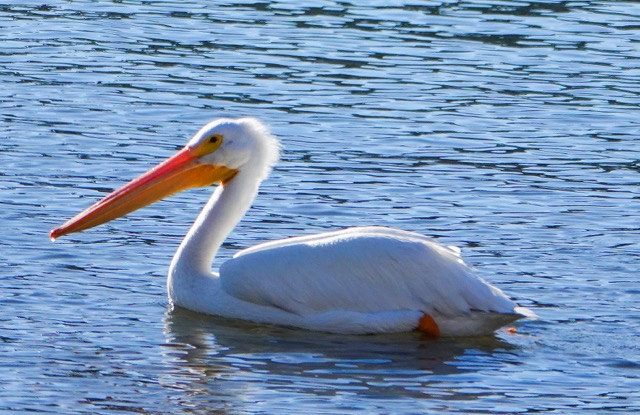 American White Pelican-89.jpg