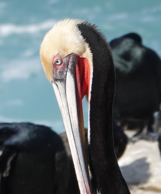 Brown Pelican breeding plumage-44.jpg