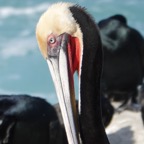 Brown Pelican breeding plumage-44.jpg