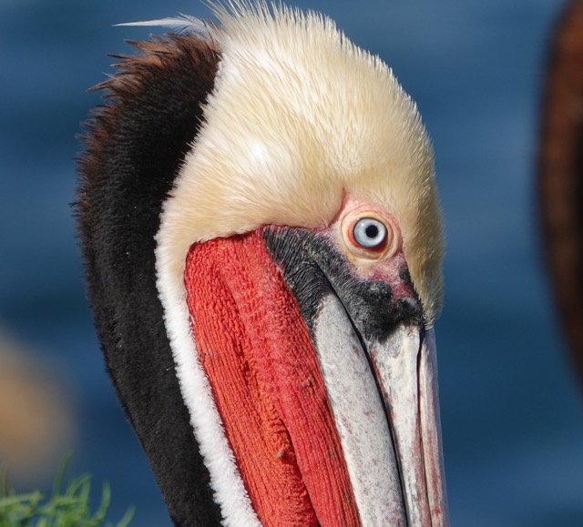 Brown Pelican breeding plumage-59.jpg