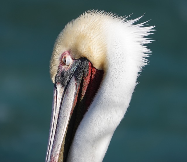 Brown Pelican breeding plumage-73.jpg