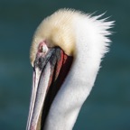 Brown Pelican breeding plumage-73.jpg