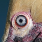 Brown Pelican breeding plumage-77.jpg