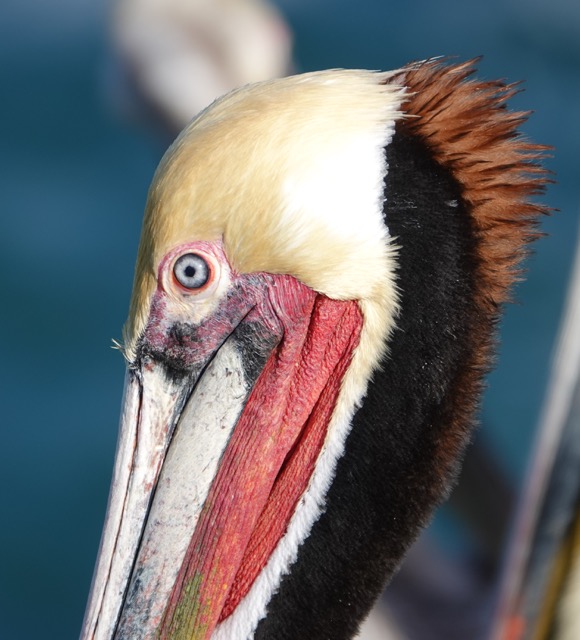 Brown Pelican breeding plumage-78.jpg
