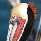Brown Pelican breeding plumage-78.jpg