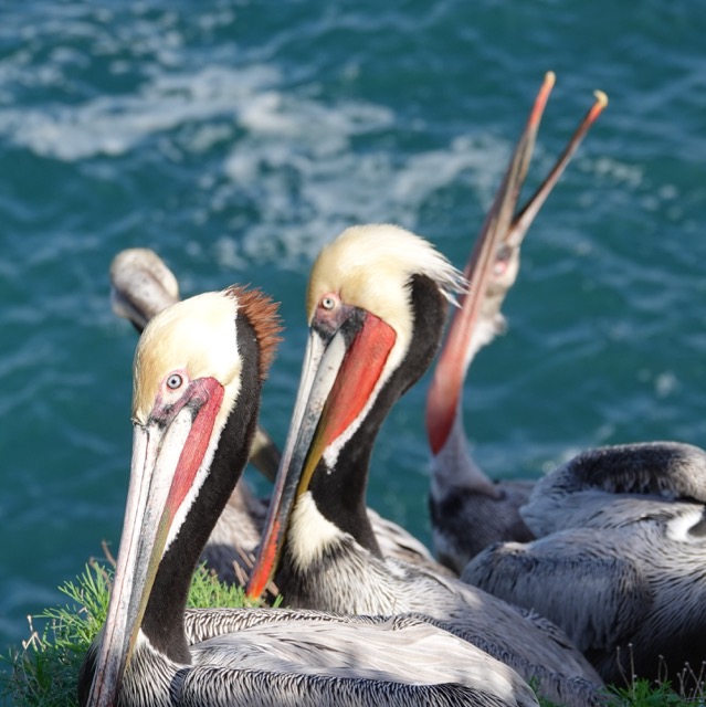 Brown Pelican breeding plumage-79.jpg